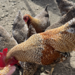 blogchicken